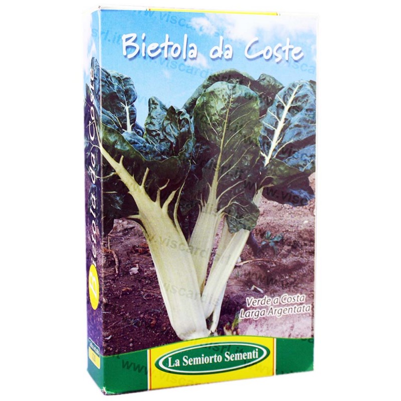 150 Semi//Seeds BIETOLA Costa Verde Larga Argentata 3