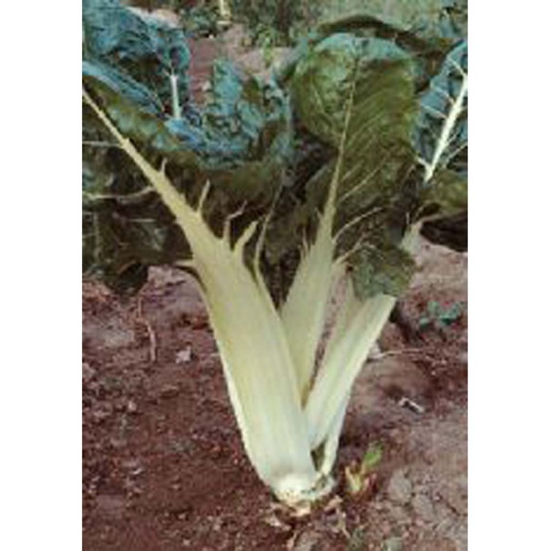 150 Semi//Seeds BIETOLA Costa Verde Larga Argentata 3